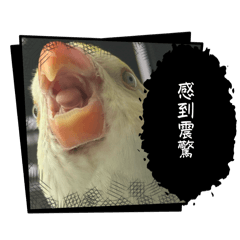 哈密瓜月輪哆哆公主