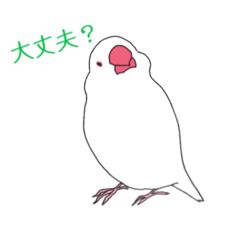 Yukimi - The White Java Finch