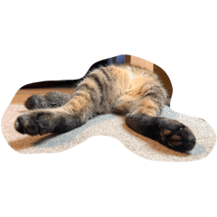 Just show the cat