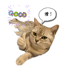 《喵言喵語的日常》