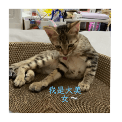 可愛貓第一彈