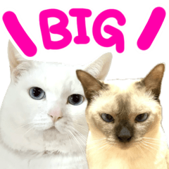 Yuki-chan & Leon-kun BIG Sticker