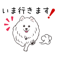 JP spitzs,white Tanuki princess Momi