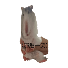 許銀河滑行閃光星能倉鼠嚕嚕醬