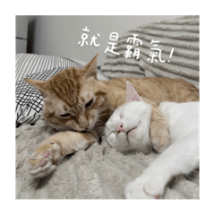 亂七八糟的貓