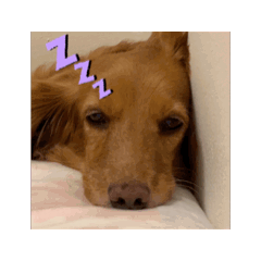 臘腸狗姐弟宅在家