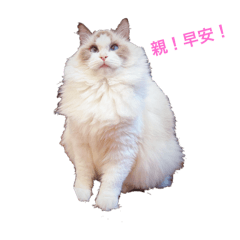 NooNoo Ragdoll
