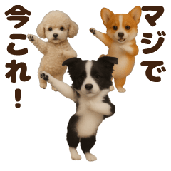 Dance! Now This/Dog MAX