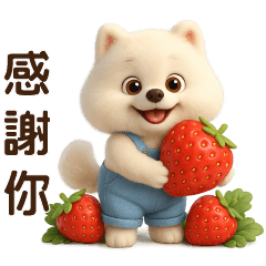 可愛博美❤️日常實用