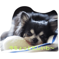 Eve & Koh Daily Chihuahua Life vol.1
