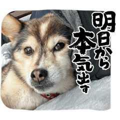 ぐーたら犬ペルちゃん