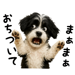 キャバリアビションフリーゼのキャバション