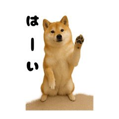 very Cute Shiba dog