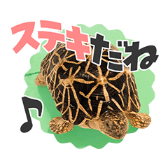 Noko Noko! Indian Star Tortoise