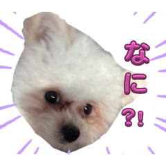 koko_20250901184943
