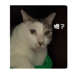 喵&虎&咪