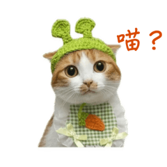 一龍豬豬