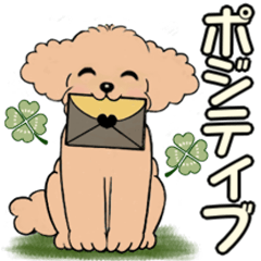 キュートなトイプードル ♡ ポジティブ