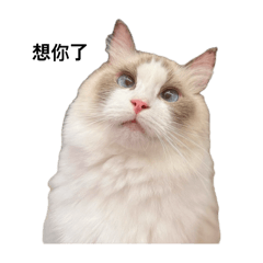 NooNoocat