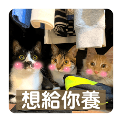 綠大地大禮包！全員集合！