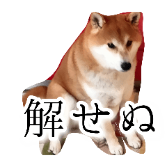 anzukko_20250902133830