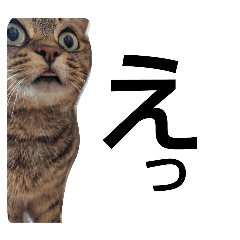 catcatanko