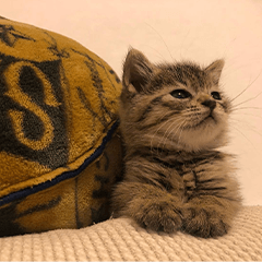 NTB4K's cat Nico