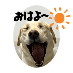 Labrador Retriever_Sara_No.2