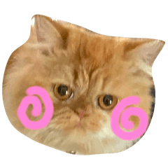 Taro Salmon Saifon jaosau