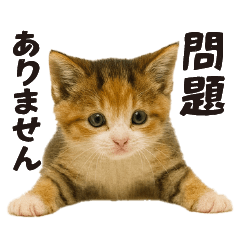 子猫の日常フレーズ（敬語）