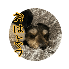 Panda_20250902212813