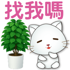 ❤️可愛白貓❤️天天實用問候