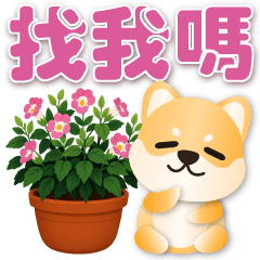 ❤️可愛柴犬❤️實用問候