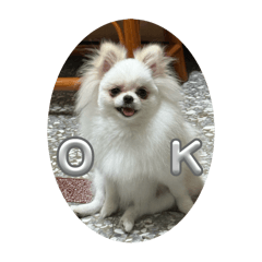 Mimi專屬貼圖（博美）