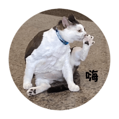 喵&虎&咪（咪咪特輯）