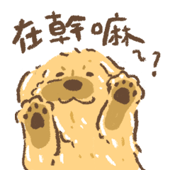黃金獵犬幹嘛在幹嘛