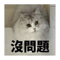 3貓1狗 有點小禮貌版（卡布重磅聯名）