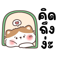 Beety the clingy cat loves you