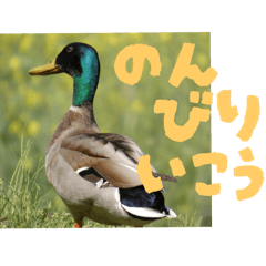 Misaki_20250902194022