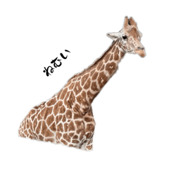 mirei_20250903122018