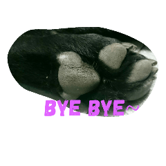 Cute Black Doggie