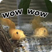 Our aquarium