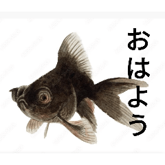 hayato_20250903184033