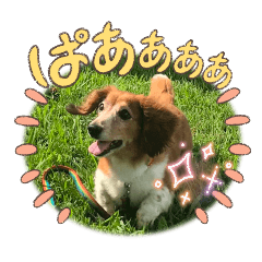 Panda_20250903164521