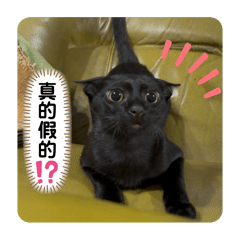 Wei_20250904020852