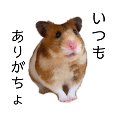 Hamuco_20250903185024