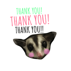 Sugar gliders' picture stamp