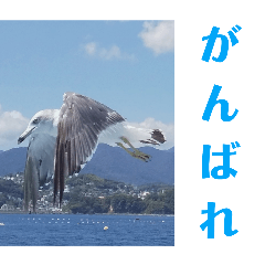 HAMAJIRO_20250903173824