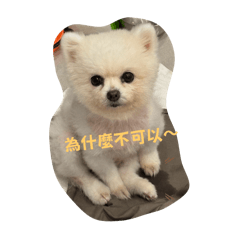 Lily的日常.