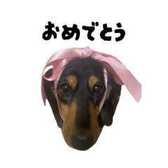 Kinako_20250903212023